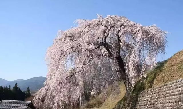 2019041215550565601609206483.jpg 82b9dd32e6f34321b499308227c2575e.jpg